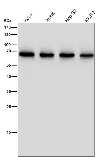 1 - Anti-ENT2 Rabbit Monoclonal Antibody ABO15711