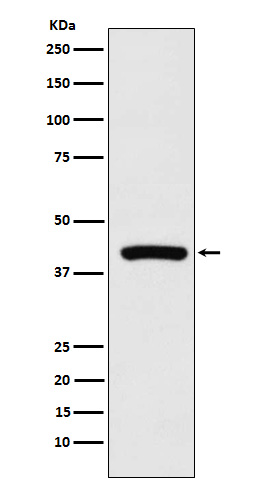 1 - Anti-Cyclophilin 40 Rabbit Monoclonal Antibody ABO15712