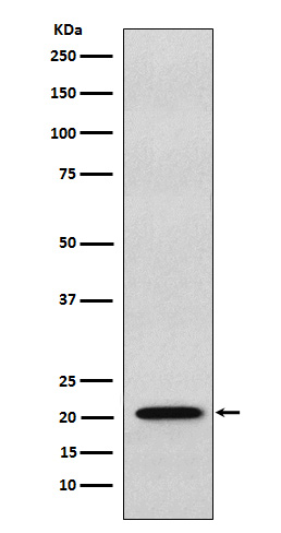 1 - Anti-RAP1A + RAP1B Rabbit Monoclonal Antibody ABO15713