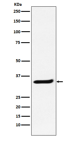 1 - Anti-POLR2C Rabbit Monoclonal Antibody ABO15715