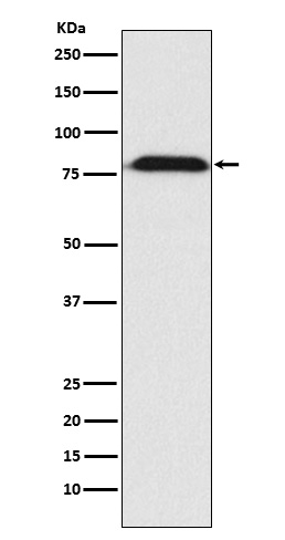 1 - Anti-MAD1 Rabbit Monoclonal Antibody ABO15716