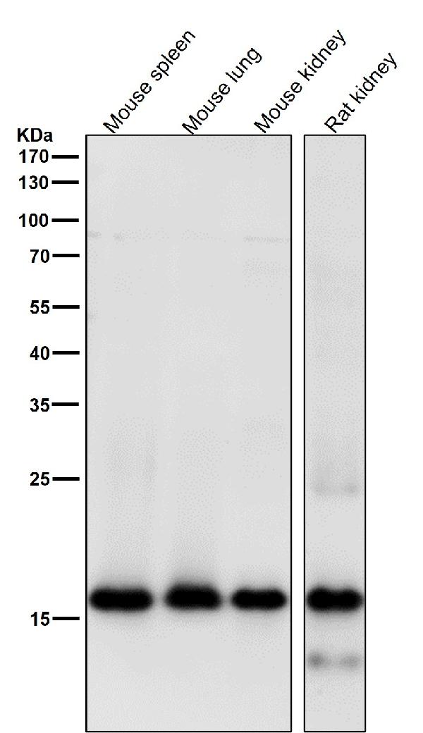 1 - Anti-MYL9 Rabbit Monoclonal Antibody ABO15718
