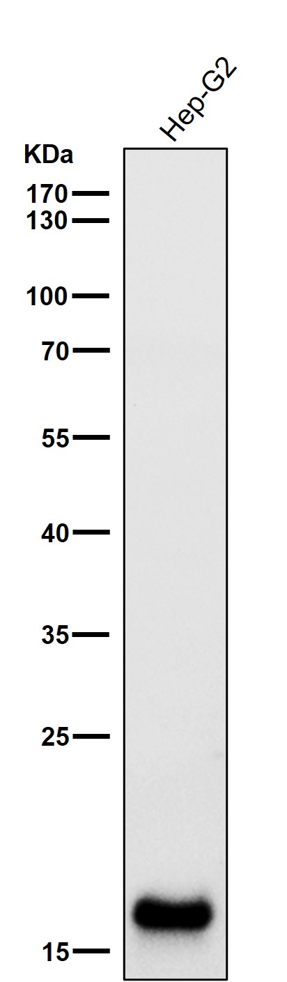 1 - Anti-MYL9 Rabbit Monoclonal Antibody ABO15718