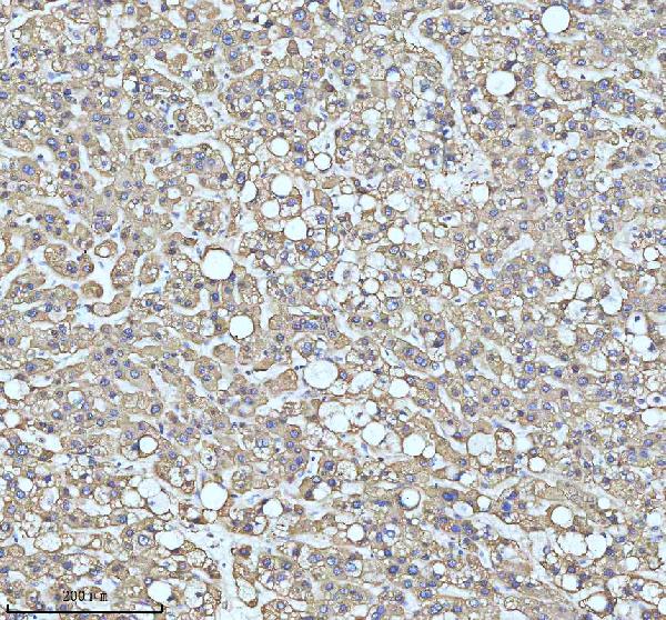 2 - Anti-PAR2 Rabbit Monoclonal Antibody ABO15719
