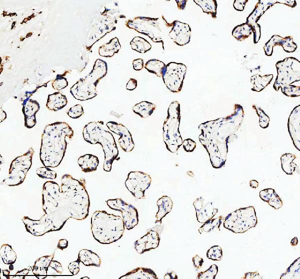 2 - Anti-PAR2 Rabbit Monoclonal Antibody ABO15719