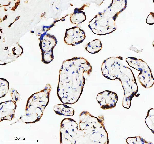 2 - Anti-PAR2 Rabbit Monoclonal Antibody ABO15719