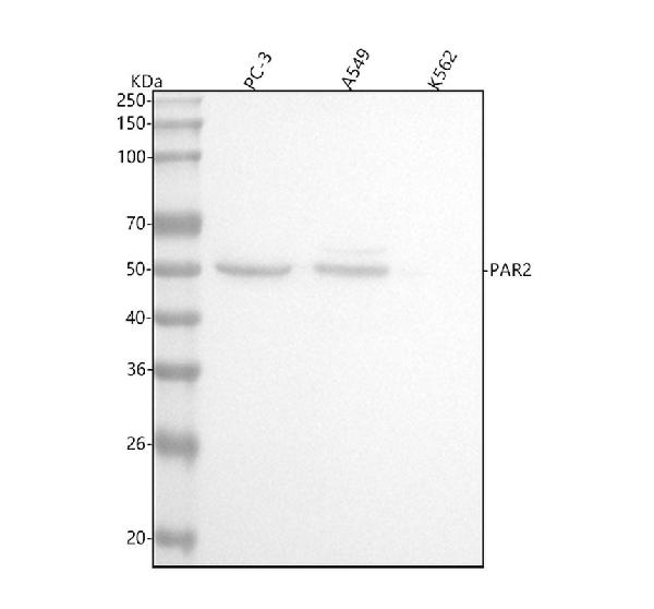 1 - Anti-PAR2 Rabbit Monoclonal Antibody ABO15719