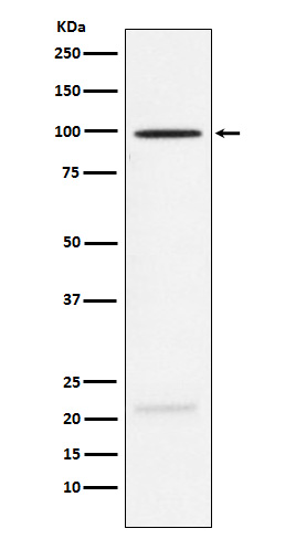 1 - Anti-MAG Rabbit Monoclonal Antibody ABO15720