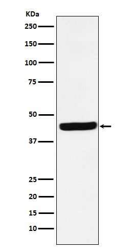 1 - Anti-AHA1 Rabbit Monoclonal Antibody ABO15721