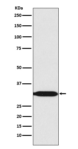 1 - Anti-REA Rabbit Monoclonal Antibody ABO15724