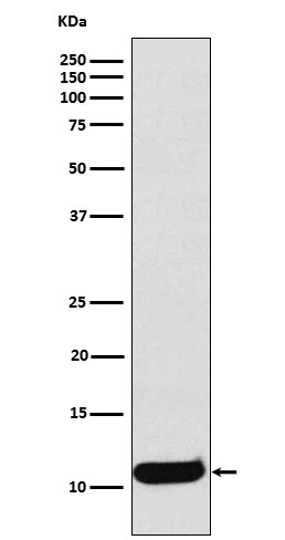 1 - Anti-CCL19 Rabbit Monoclonal Antibody ABO15727