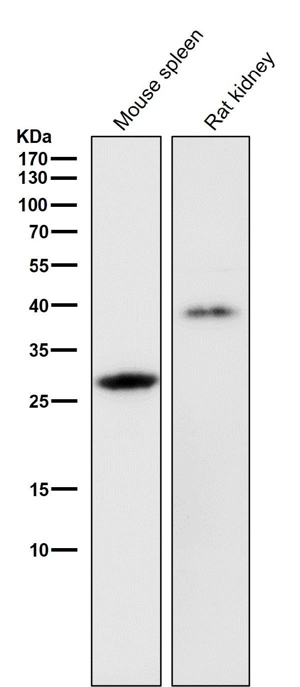 1 - Anti-Legumain Rabbit Monoclonal Antibody ABO15728