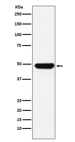 1 - Anti-UAP56 Rabbit Monoclonal Antibody ABO15730