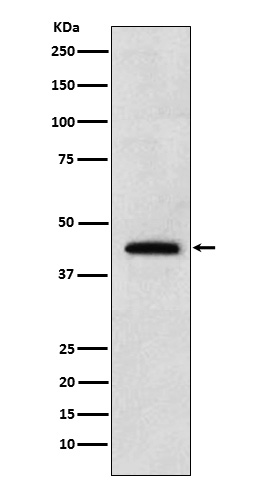 1 - Anti-Renalase Rabbit Monoclonal Antibody ABO15731