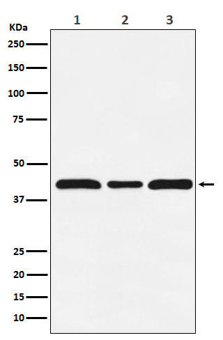 1 - Anti-c-Maf Rabbit Monoclonal Antibody ABO15736