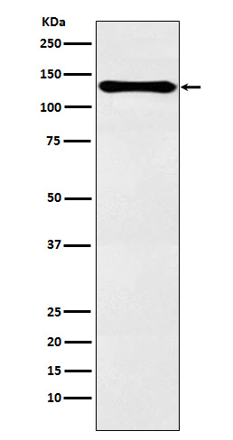 1 - Anti-PER2 Rabbit Monoclonal Antibody ABO15738