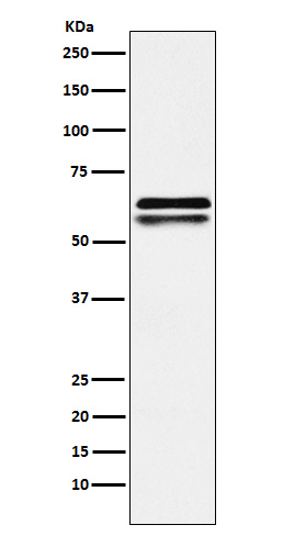 1 - Anti-NAP1L1 Rabbit Monoclonal Antibody ABO15741