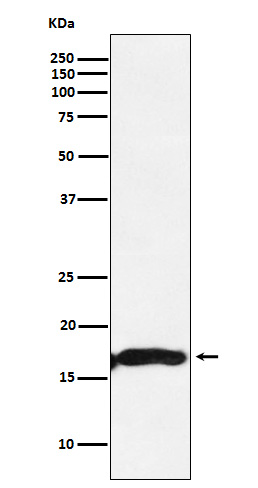 1 - Anti-CRYAA Rabbit Monoclonal Antibody ABO15743