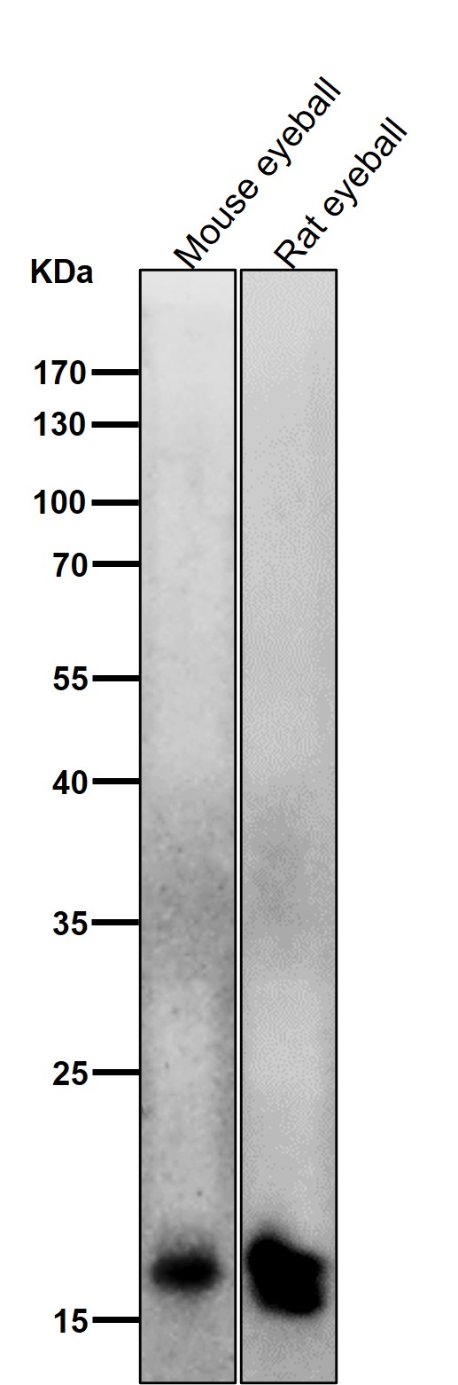 1 - Anti-CRYAA Rabbit Monoclonal Antibody ABO15743