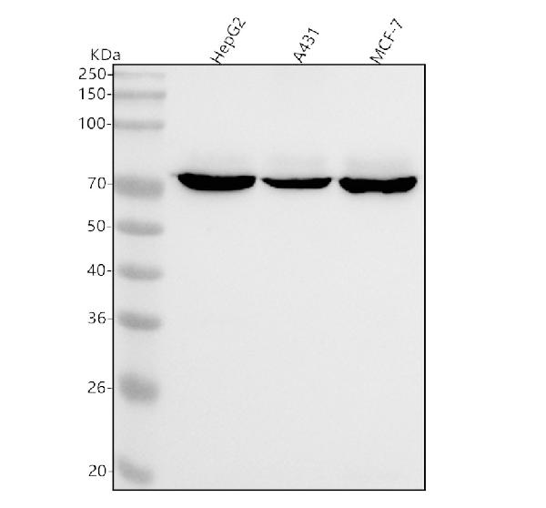 1 - Anti-ZBTB7A Rabbit Monoclonal Antibody ABO15746
