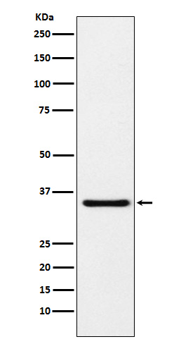 1 - Anti-MDH1 Rabbit Monoclonal Antibody ABO15748