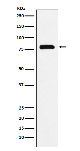 1 - Anti-PAF1 Rabbit Monoclonal Antibody ABO15749