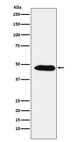 1 - Anti-EBP1 / PA2G4 Rabbit Monoclonal Antibody ABO15750