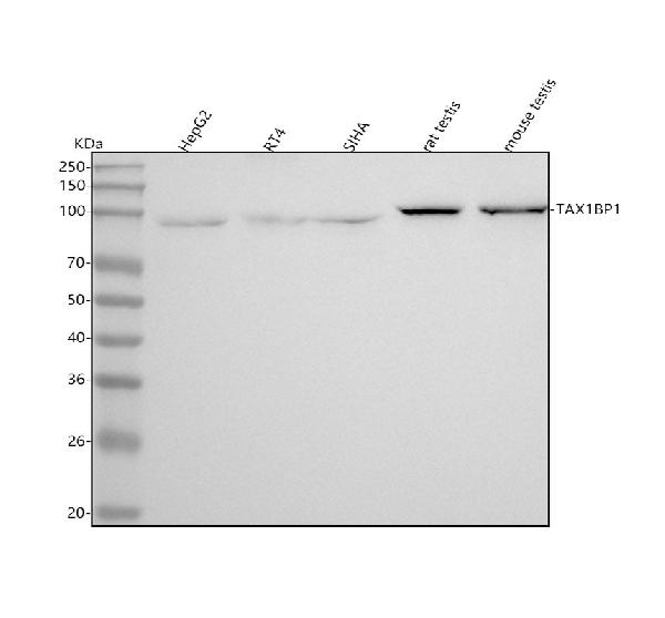 1 - Anti-TRAF6BP Rabbit Monoclonal Antibody ABO15751