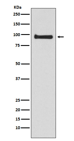 1 - Anti-VAV3 Rabbit Monoclonal Antibody ABO15754
