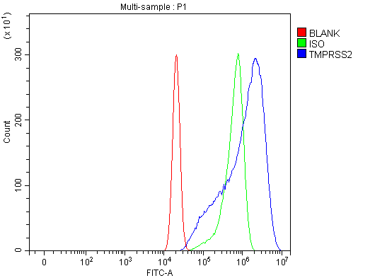 1 - Anti-TMPRSS2 Rabbit Monoclonal Antibody ABO15758
