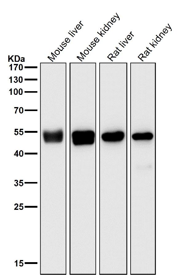 1 - Anti-TMPRSS2 Rabbit Monoclonal Antibody ABO15758
