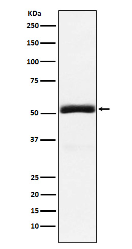 1 - Anti-Granulin Rabbit Monoclonal Antibody ABO15760