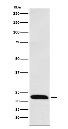 1 - Anti-ICOS Rabbit Monoclonal Antibody ABO15765