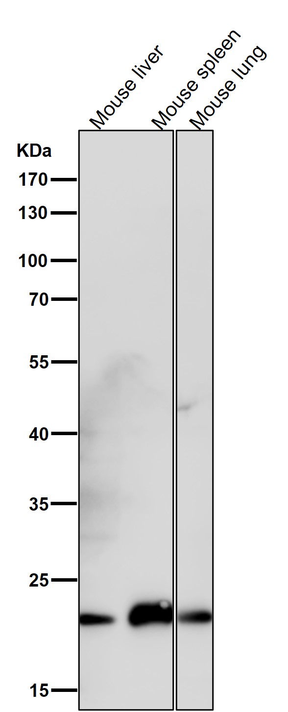 1 - Anti-ICOS Rabbit Monoclonal Antibody ABO15765
