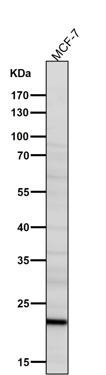 1 - Anti-ICOS Rabbit Monoclonal Antibody ABO15765