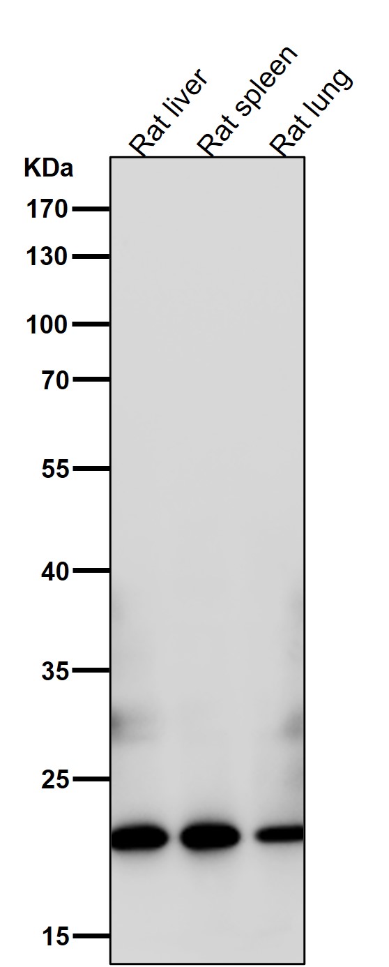1 - Anti-ICOS Rabbit Monoclonal Antibody ABO15765