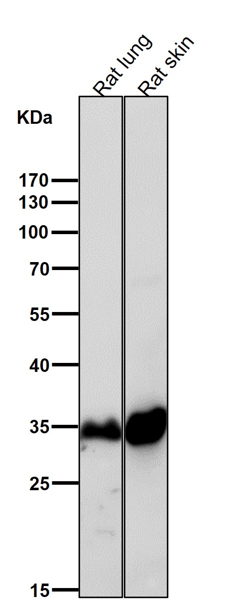 1 - Anti-LDHB Rabbit Monoclonal Antibody ABO15766