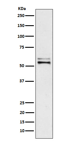 1 - Anti-Angiotensinogen Rabbit Monoclonal Antibody ABO15769