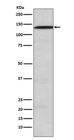 1 - Anti-USP28 Rabbit Monoclonal Antibody ABO15772
