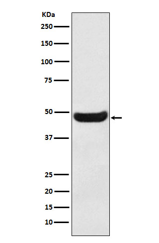 1 - Anti-BHMT Rabbit Monoclonal Antibody ABO15773