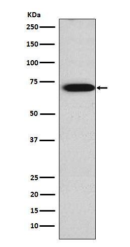 1 - Anti-TRIM29 Rabbit Monoclonal Antibody ABO15774