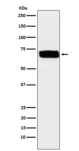 1 - Anti-Poliovirus Receptor Rabbit Monoclonal Antibody ABO15775