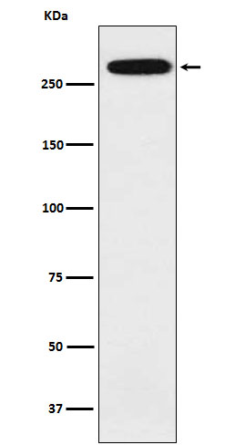 1 - Anti-alpha 1 Spectrin Rabbit Monoclonal Antibody ABO15776