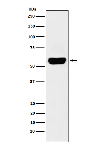 1 - Anti-Salivary alpha amylase Rabbit Monoclonal Antibody ABO15777