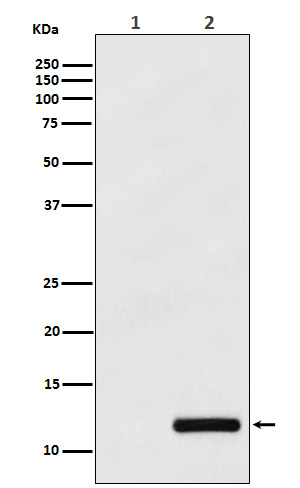 1 - Anti-CCL4/MIP1 beta Rabbit Monoclonal Antibody ABO15778