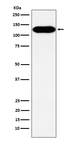 1 - Anti-BCAR1 Rabbit Monoclonal Antibody ABO15779