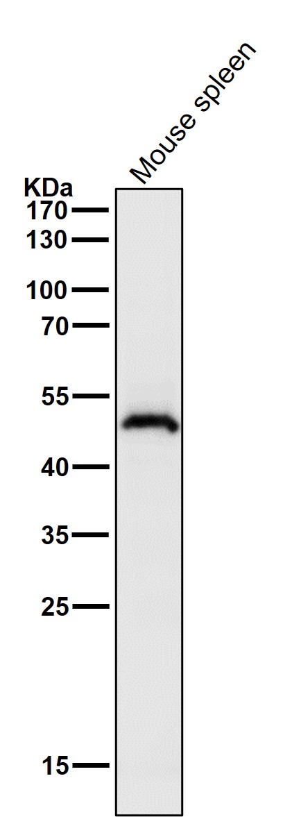1 - Anti-HOXA13 Rabbit Monoclonal Antibody ABO15780