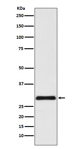 1 - Anti-VPS24 Rabbit Monoclonal Antibody ABO15781