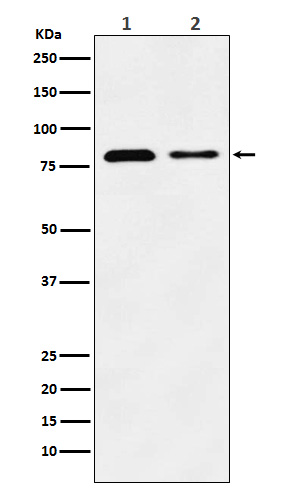 1 - Anti-LIMPII Rabbit Monoclonal Antibody ABO15784