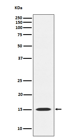1 - Anti-MAGOH Rabbit Monoclonal Antibody ABO15785